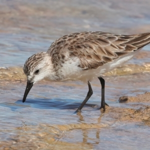 Calidris ruficollis at Houtman Abrolhos, WA - 20 Apr 2024