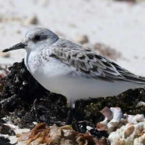 Calidris alba at Meru, WA - suppressed