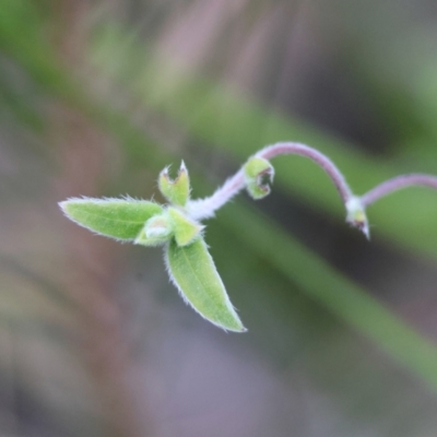 Unidentified Climber or Mistletoe at Moruya, NSW - 22 Aug 2024 by LisaH