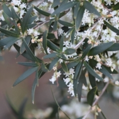 Leucopogon affinis (Lance Beard-heath) at Moruya, NSW - 22 Aug 2024 by LisaH