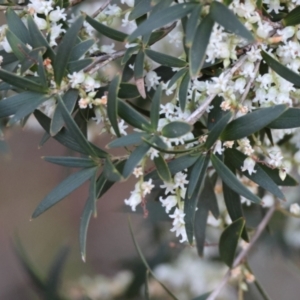 Leucopogon affinis at Moruya, NSW - suppressed