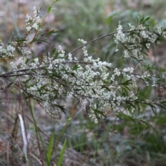 Leucopogon affinis at Moruya, NSW - suppressed