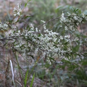 Leucopogon affinis at Moruya, NSW - suppressed