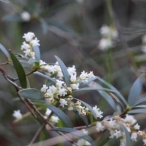 Leucopogon affinis at Moruya, NSW - suppressed