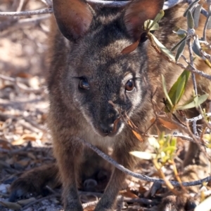 Macropus eugenii at Meru, WA - 20 Apr 2024 04:26 PM