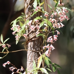 Pandorea pandorana at Moruya, NSW - suppressed