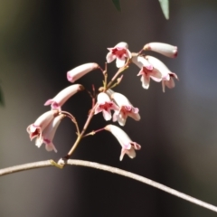 Pandorea pandorana at Moruya, NSW - suppressed