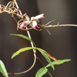 Pandorea pandorana at Moruya, NSW - suppressed