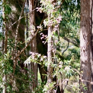 Pandorea pandorana at Moruya, NSW - suppressed