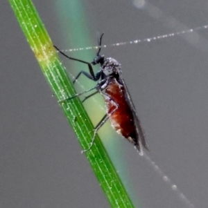 Sciaridae sp. (family) at Moruya, NSW - suppressed