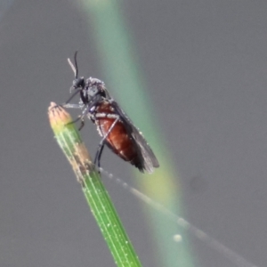 Sciaridae sp. (family) at Moruya, NSW - suppressed