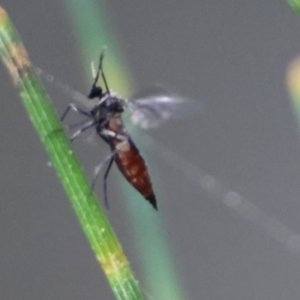 Sciaridae sp. (family) at Moruya, NSW - suppressed