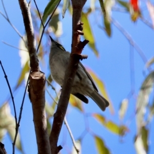 Caligavis chrysops at Moruya, NSW - 23 Aug 2024