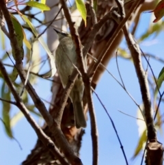 Caligavis chrysops at Moruya, NSW - 23 Aug 2024