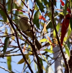 Caligavis chrysops at Moruya, NSW - 23 Aug 2024