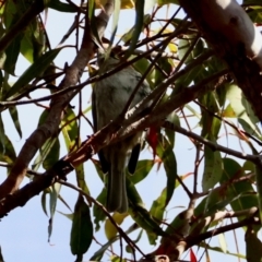 Caligavis chrysops at Moruya, NSW - 23 Aug 2024