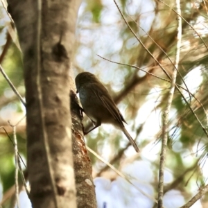 Acanthiza pusilla at Moruya, NSW - suppressed