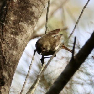 Acanthiza pusilla at Moruya, NSW - suppressed