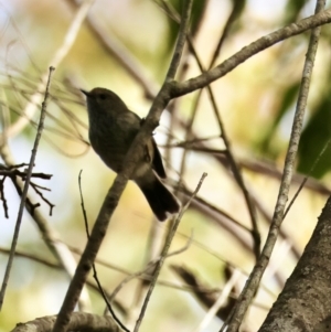 Acanthiza pusilla at Moruya, NSW - suppressed