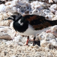 Arenaria interpres (Ruddy Turnstone) at Houtman Abrolhos, WA - 20 Apr 2024 by jb2602