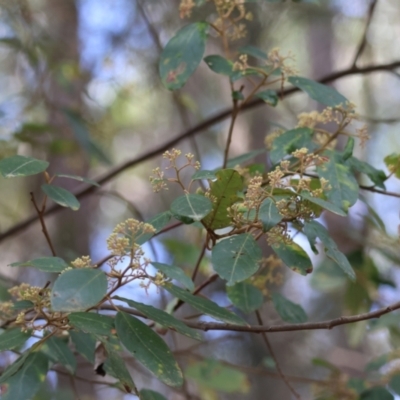 Pomaderris lanigera (Woolly Pomaderris) at Moruya, NSW - 23 Aug 2024 by LisaH