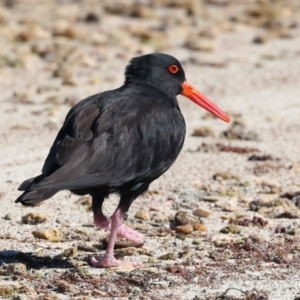 Haematopus fuliginosus at Houtman Abrolhos, WA - suppressed