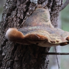 Phellinus sp. (Phellinus sp.) at Moruya, NSW - 23 Aug 2024 by LisaH