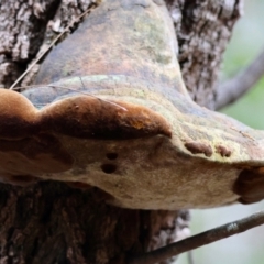 Phellinus sp. at Moruya, NSW - suppressed