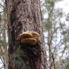 Laetiporus portentosus at Moruya, NSW - 23 Aug 2024