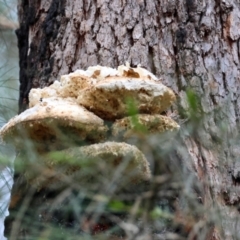 Laetiporus portentosus at Moruya, NSW - suppressed