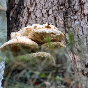 Laetiporus portentosus at Moruya, NSW - suppressed