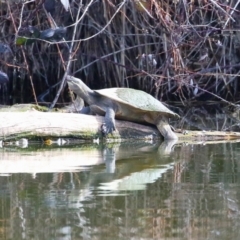 Emydura macquarii (Macquarie Turtle) at Fyshwick, ACT - 23 Aug 2024 by RodDeb