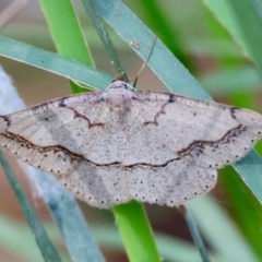 Taxeotis perlinearia at Moruya, NSW - 23 Aug 2024 by LisaH