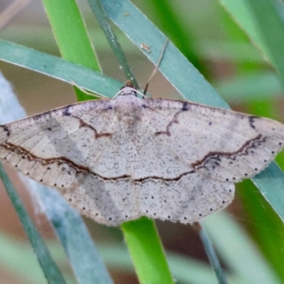 Taxeotis perlinearia at Moruya, NSW - 23 Aug 2024 by LisaH