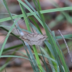 Taxeotis perlinearia at Moruya, NSW - suppressed