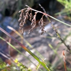 Leptocarpus tenax (Slender Twine-rush) at Tianjara, NSW - 21 Aug 2024 by JaneR