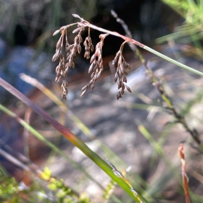 Leptocarpus tenax (Slender Twine-rush) at Tianjara, NSW - 21 Aug 2024 by JaneR