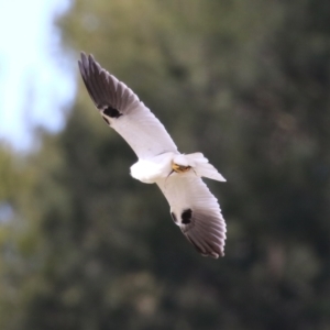 Elanus axillaris at Fyshwick, ACT - 23 Aug 2024