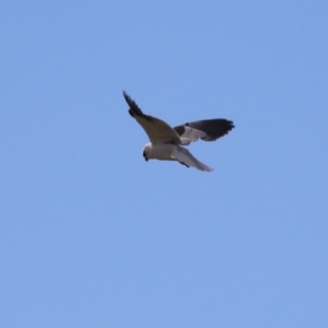 Elanus axillaris at Fyshwick, ACT - 23 Aug 2024