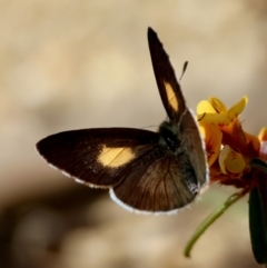 Candalides xanthospilos (Yellow-spotted Blue) at Moruya, NSW - 23 Aug 2024 by LisaH