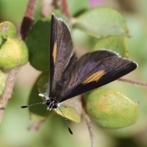 Candalides xanthospilos at Moruya, NSW - 23 Aug 2024