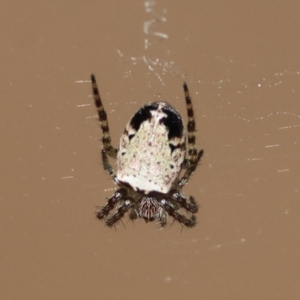 Araneus dimidiatus at Moruya, NSW - 23 Aug 2024