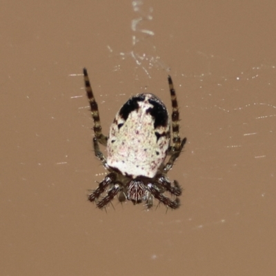 Araneus dimidiatus (Half Orb-weaver) at Moruya, NSW - 23 Aug 2024 by LisaH