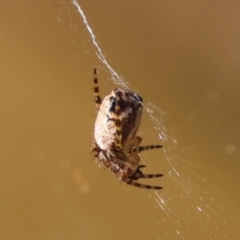 Araneus dimidiatus at Moruya, NSW - 23 Aug 2024