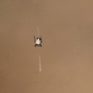 Araneus dimidiatus at Moruya, NSW - suppressed