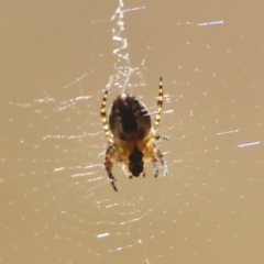 Araneus dimidiatus at Moruya, NSW - 23 Aug 2024