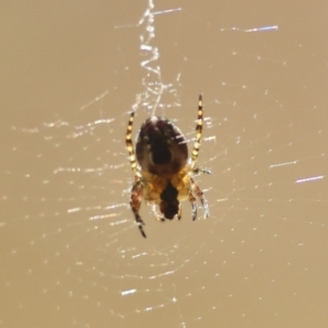 Araneus dimidiatus at Moruya, NSW - 23 Aug 2024