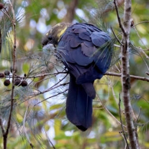 Calyptorhynchus lathami lathami at Moruya, NSW - suppressed