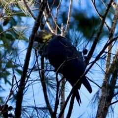 Calyptorhynchus lathami lathami at Moruya, NSW - suppressed