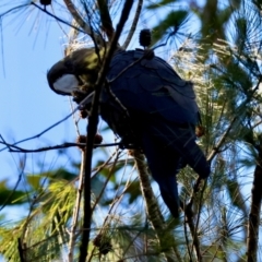 Calyptorhynchus lathami lathami at Moruya, NSW - suppressed